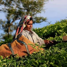 Jour 9 : - Ooty - Cheruthuruty - 180 km de route – 5h de voyage
