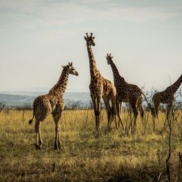 Parc National Akagera - Kigali