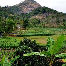 Jour 5 : - Munnar - Kodaikanal -  180 km de route– 4h de voyage