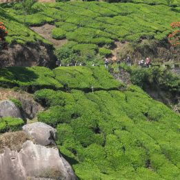 Jour 8 : - Palakkad - Ooty -  160 km de route – 4h de voyage