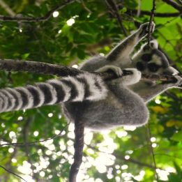 Ranomafana - Ambalavao