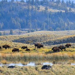 Yellowstone - Jackson