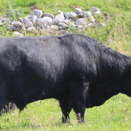 Édimbourg - Fort William