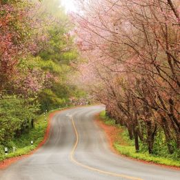Jour 4 - Pai - Doi Ang Khang - 170 km