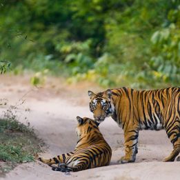 Jour 6 - Maihar - Bandhavgarh - 100 km - 3h de conduite
