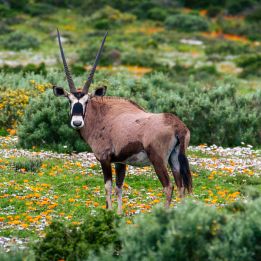 Tankwa Karoo - Namaqualand