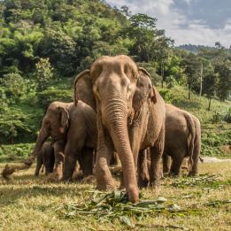 Jour 11 - Lampang - Chiang Mai - 140 km