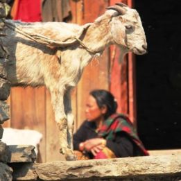 Jour 7 - Tatopani – Marpha (2700m) - 45km de route - 3 h de conduite