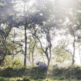 Chitwan