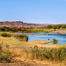 Quiver Tree Forest - Orange River