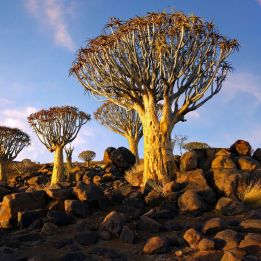 Kalahari - Quiver Tree Forest