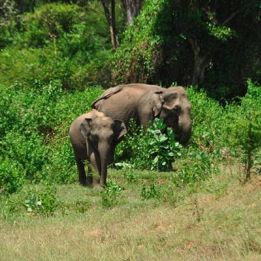 Jour 4 : - Boucle Sigiriya - Polonnaruwa - 140 km de routes – 1h30 de conduite