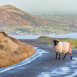 Letterkenny - Ballycastle