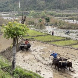 Patan - Chitwan