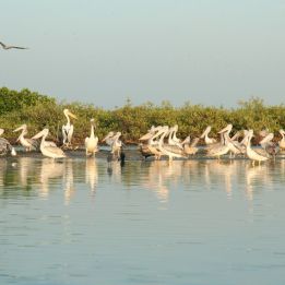 Mbodiène - Siné Saloum