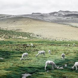Jour 2 - Arequipa - Canyon de Colca (3600m)