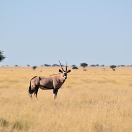 Keetmanshoop - Fish River Canyon