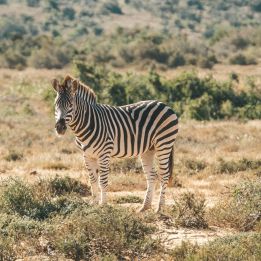 et jour 15 - Maputo - Eswatini (Mlilwane)