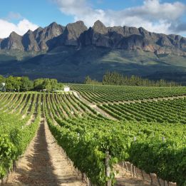 Cederberg - Route des vins