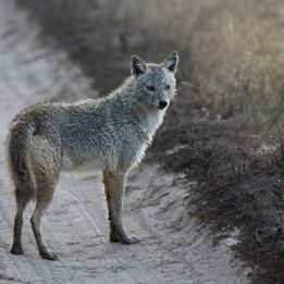 Jour 8 - Bandhavgarh - Kanha - 250 km - 6h de conduite