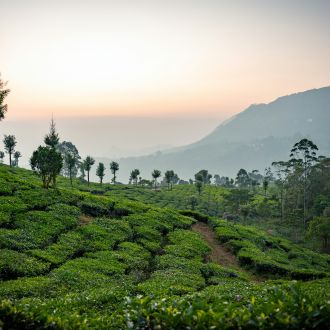 Des plantations du Kerala aux temples tamouls gallery image 4