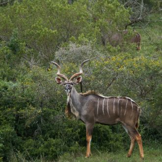 Les grands royaumes d'Afrique australe gallery image 4