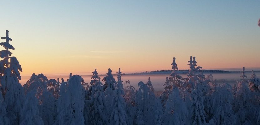 Au cœur de la taïga lapone