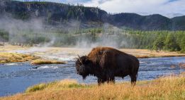 De Yellowstone aux grands parcs du nord