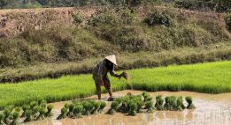De la Plaine des Jarres aux villages Hmong