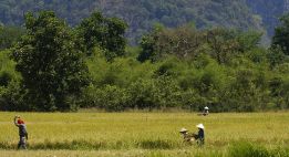 Sur la piste des éléphants au Sud Laos