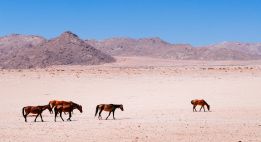 Du Cap au désert du Namib