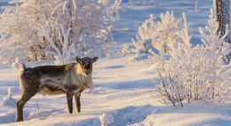 Immersion polaire en Laponie suédoise