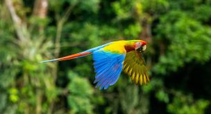 Sur les pistes volcaniques du Costa Rica