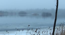 Au cœur de la taïga lapone