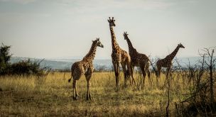Du lac Kivu aux volcans des Virungas