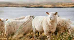 Au cœur des légendes celtiques d’Irlande