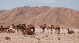 Entre arganiers et reliefs du sud marocain