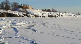 Au cœur de la taïga lapone