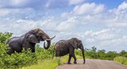 Trois pays entre safari et océan Indien