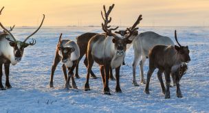 Sur les traces des contrebandiers du Nord