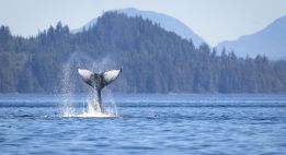 Sur les pistes du Québec nordique