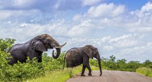 Trois pays entre safari et océan Indien