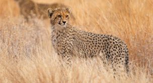 Les grands royaumes d'Afrique australe