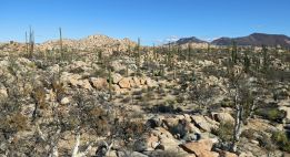 Découverte de la Basse-Californie du Sud