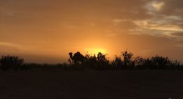 Au rythme des terres nomades