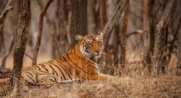 Sur les traces du tigre