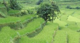 Du toit de l’Himalaya à la jungle népalaise