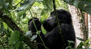 Du lac Kivu aux volcans des Virungas