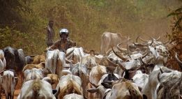 Sur les pistes rouges de Côte d’Ivoire
