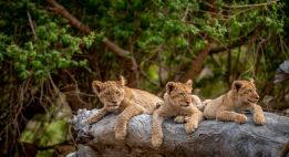 Trois pays entre safari et océan Indien